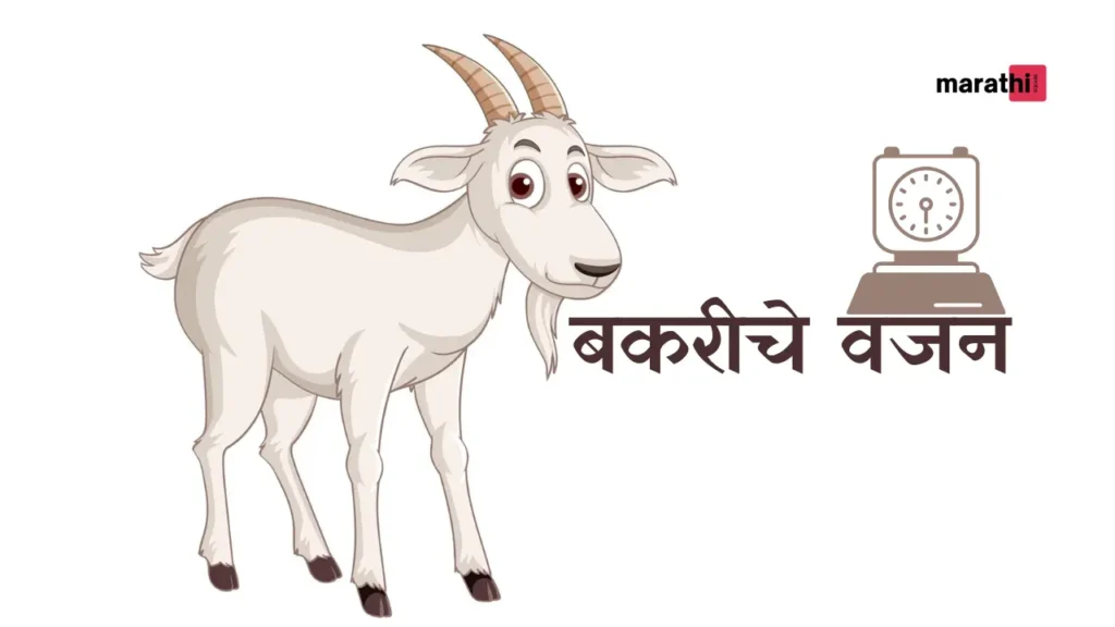 Goat weight birbal stories in marathi  बकरीचे वजन