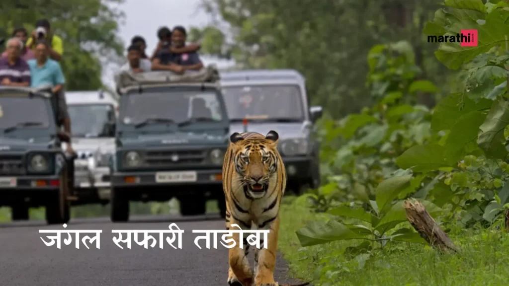 Tadoba Tiger Reserve जंगल सफारी ताडोबा